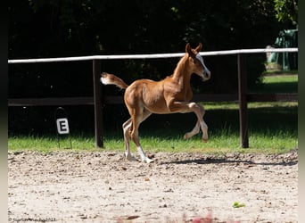 Trakehner, Étalon, Poulain (05/2023), Alezan