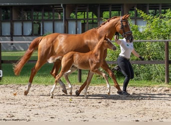 Trakehner, Étalon, Poulain (05/2023), Alezan