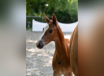 Trakehner, Étalon, Poulain (05/2023), Alezan