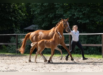 Trakehner, Étalon, Poulain (05/2023), Alezan