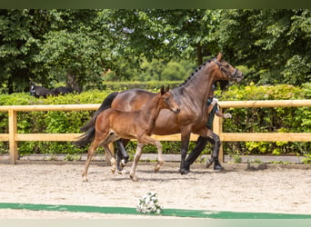Trakehner, Étalon, Poulain (04/2026), Bai brun