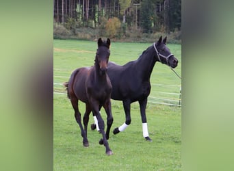 Trakehner, Étalon, Poulain (03/2026), Bai brun