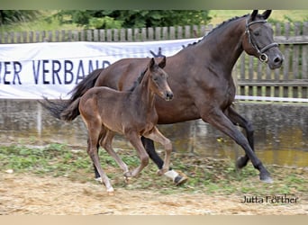 Trakehner, Étalon, Poulain (05/2023), Bai brun