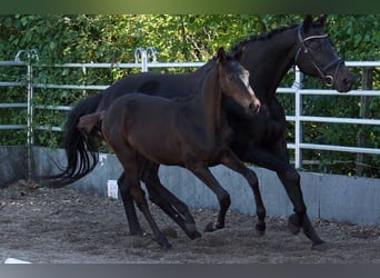 Trakehner, Étalon, Poulain (05/2025), Bai brun foncé