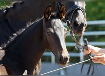 Trakehner, Étalon, Poulain (05/2025), Bai brun foncé