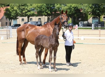 Trakehner, Étalon, Poulain (01/2026), Bai brun foncé