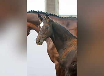 Trakehner, Étalon, Poulain (04/2025), Bai brun foncé