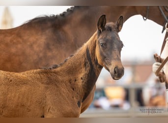 Trakehner, Étalon, Poulain (04/2023), Bai brun foncé