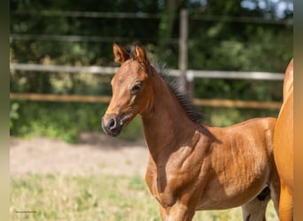 Trakehner, Étalon, Poulain (04/2026), Bai