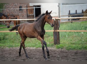 Trakehner, Étalon, Poulain (04/2026), Bai