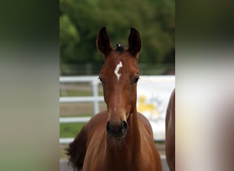 Trakehner, Étalon, Poulain (02/2026), Bai