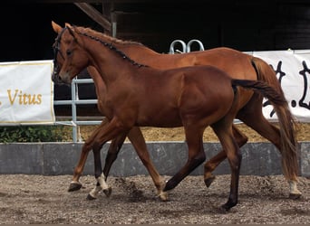 Trakehner, Étalon, Poulain (02/2026), Bai