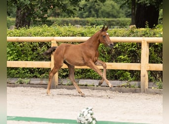 Trakehner, Étalon, Poulain (05/2026), Bai