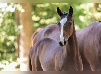 Trakehner, Étalon, Poulain (01/2026), Bai