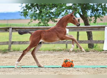 Trakehner, Étalon, Poulain (05/2026), Bai