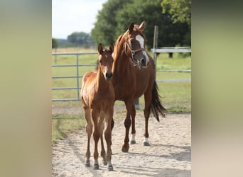 Trakehner, Étalon, Poulain (05/2026), Bai
