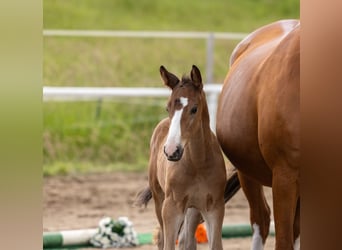 Trakehner, Étalon, Poulain (05/2026), Bai