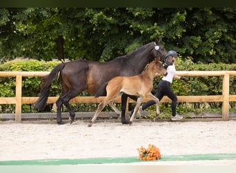 Trakehner, Étalon, Poulain (04/2026), Bai