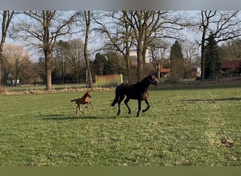 Trakehner, Étalon, , Bai