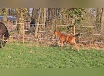 Trakehner, Étalon, , Bai