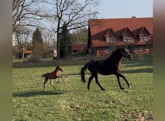 Trakehner, Étalon, , Bai