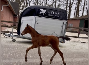 Trakehner, Étalon, , Bai