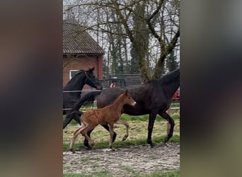 Trakehner, Étalon, , Bai