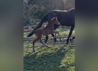 Trakehner, Étalon, , Bai