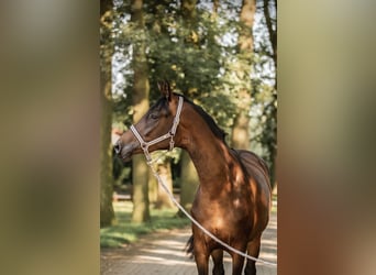 Trakehner, Étalon, , Bai