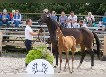 Trakehner, Étalon, Poulain (05/2024)