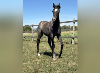 Trakehner, Étalon, Poulain (05/2026), Gris