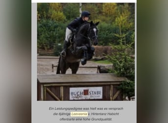 Trakehner, Étalon, Poulain (06/2024), Gris