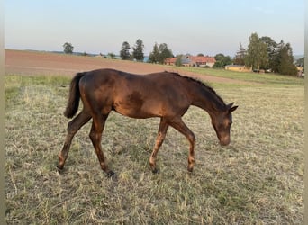 Trakehner, Étalon, Poulain (05/2024), Noir