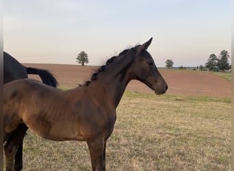 Trakehner, Étalon, Poulain (05/2024), Noir