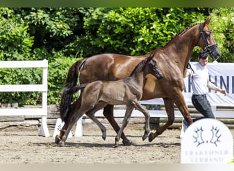 Trakehner, Étalon, Poulain (04/2024), Noir