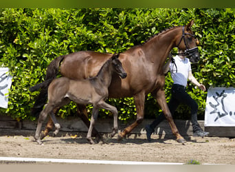 Trakehner, Étalon, Poulain (04/2024), Noir