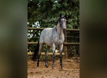 Trakehner, Étalon, 10 Ans, 169 cm, Rouan Bleu