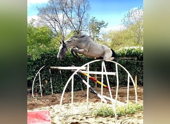 Trakehner, Étalon, 10 Ans, 169 cm, Rouan Bleu