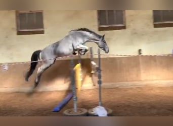 Trakehner, Étalon, 10 Ans, 169 cm, Rouan Bleu