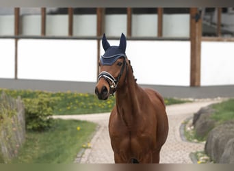 Trakehner, Gelding, 10 years, 15.2 hh, Brown