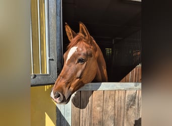 Trakehner, Gelding, 10 years, 16.1 hh, Chestnut-Red