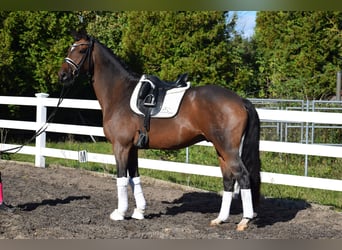 Trakehner, Gelding, 10 years, 16,2 hh, Brown