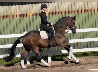 Trakehner, Gelding, 10 years, 16,2 hh, Brown