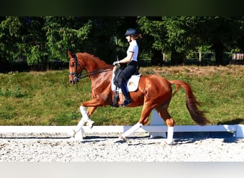 Trakehner, Gelding, 10 years, 16.2 hh, Chestnut-Red
