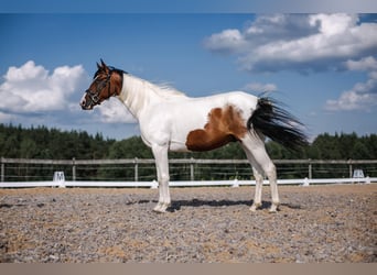Trakehner, Gelding, 10 years, 16 hh, Pinto