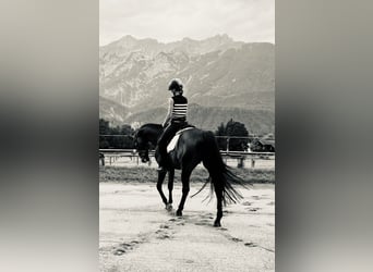 Trakehner, Gelding, 10 years, 16,1 hh, Bay-Dark