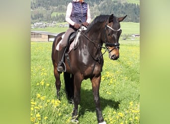 Trakehner, Gelding, 10 years, 16,1 hh, Bay-Dark