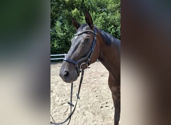 Trakehner, Gelding, 10 years, 16,1 hh, Bay-Dark