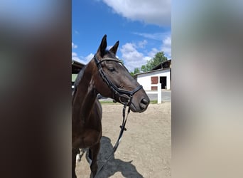 Trakehner, Gelding, 10 years, 16,1 hh, Bay-Dark