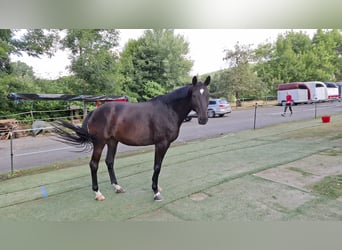 Trakehner, Gelding, 10 years, 16,1 hh, Bay-Dark